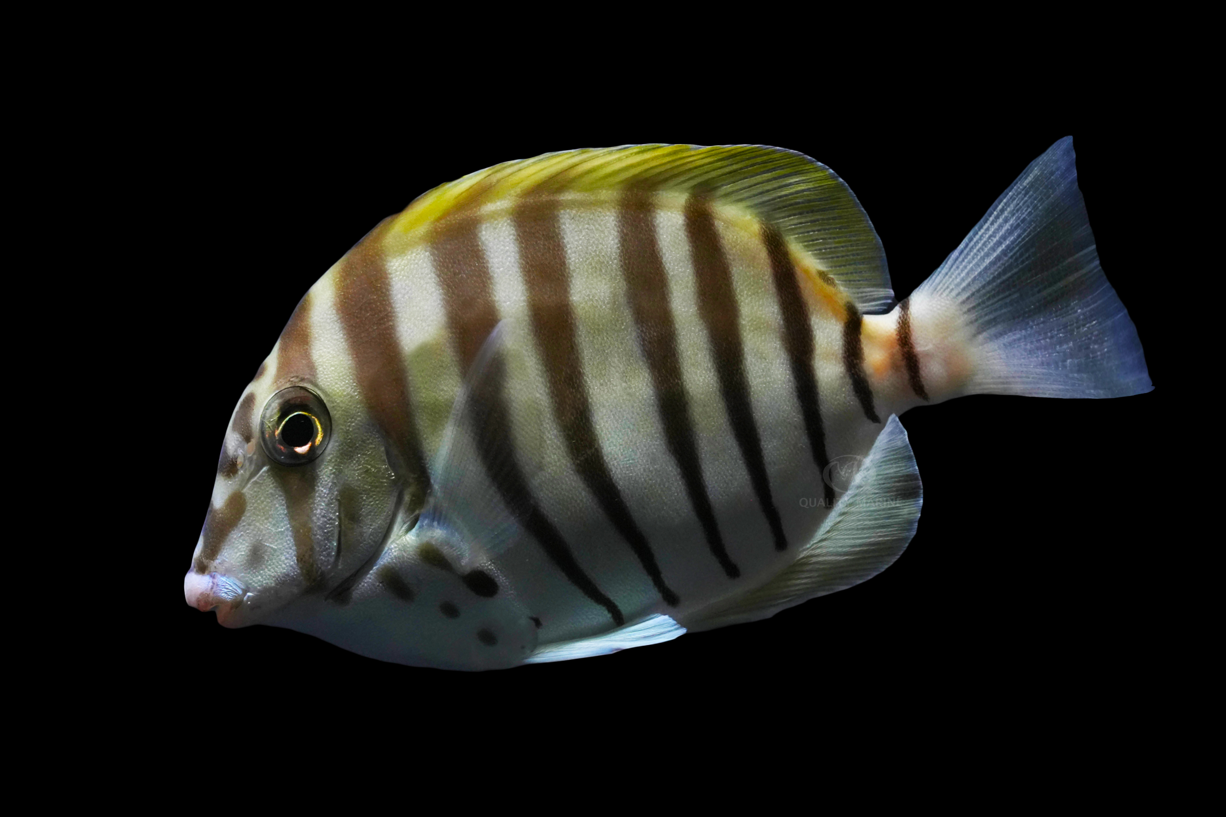 zebra saltwater fish