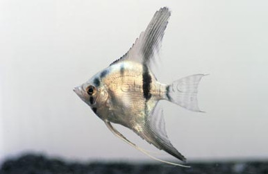 WHITE ANGEL フィッシュ　5'10 8030290__88116.1752210152.386.