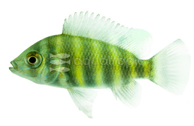 Zebra Tilapia Buttikoferi African Cichlid - Quality Marine