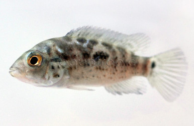 Cuban Cichlid - Quality Marine