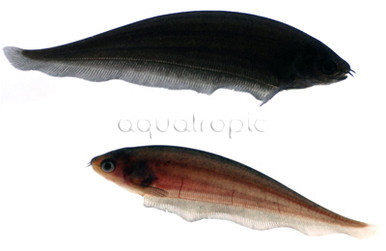 African Knifefish - Quality Marine