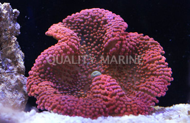 Red Carpet Anemone - Quality Marine