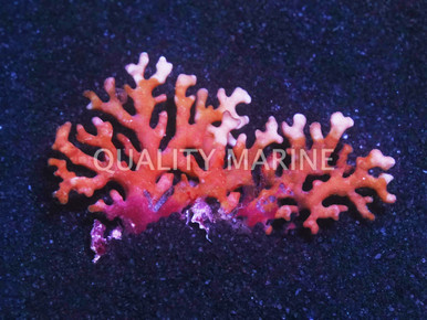 Orange/Red Lace Stick Coral - Quality Marine