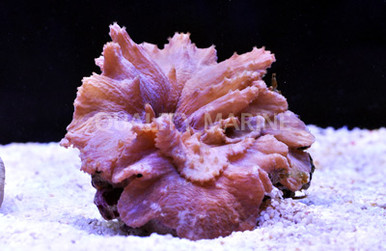 Cabbage Leather Coral - Quality Marine