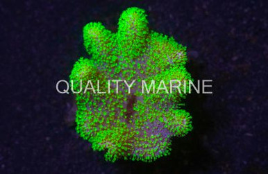 Green Devil's Hand Tree Coral - Quality Marine