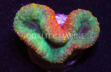 Mint Green/Pink Lobophyllia Brain Coral - Quality Marine
