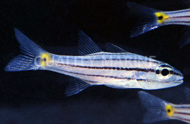 Sharp Line Fish Sharptooth Cardinalfish - Quality Marine