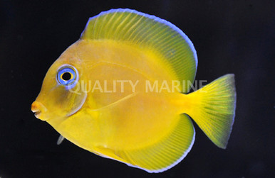 juvenile atlantic blue tang