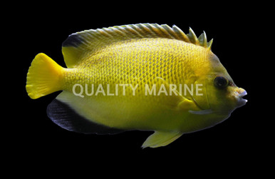 Armitage Angelfish - Quality Marine