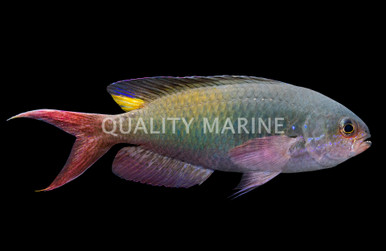 www.qualitymarine.com