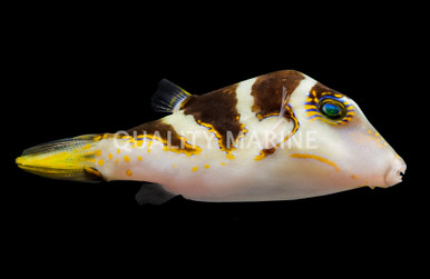 Siddle Fish Saddle Pufferfish - Quality Marine