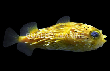 CAT FISH ソフビ 1265516__48645.1752297092.386.