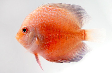 Rising Sun Discus - Quality Marine