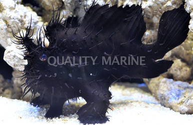 Striated Frogfish - Quality Marine