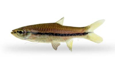 Largescaled Blue Line Rasbora - Quality Marine