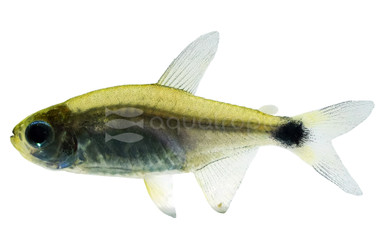 Auro Tetra - Quality Marine
