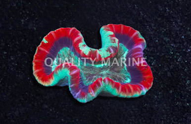 Fiji Brain Crater Red w/Green Mouth - Quality Marine
