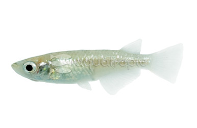 Stardust Ricefish Red Stardust Medaka Rice Fish - Quality Marine
