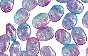 Matubo SuperDuo 2 x 5mm Frozen Matte Blue/Violet 2-Hole Seed Bead 2.5-Inch Tube Matubo SuperDuo 2 x 5mm Frozen Matte Blue/Violet 2-Hole Seed Bead 2.5-Inch Tube