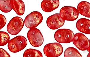 Matubo SuperDuo 2 x 5mm Frozen Matte Golden Cranberry 2-Hole Seed Bead 2.5-Inch Tube Matubo SuperDuo 2 x 5mm Frozen Matte Golden Cranberry 2-Hole Seed Bead 2.5-Inch Tube