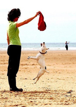 Why Jumping Is Bad For Dogs And How To Stop It Puppy Stairs