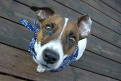 Why Dogs Stare At Their Owners