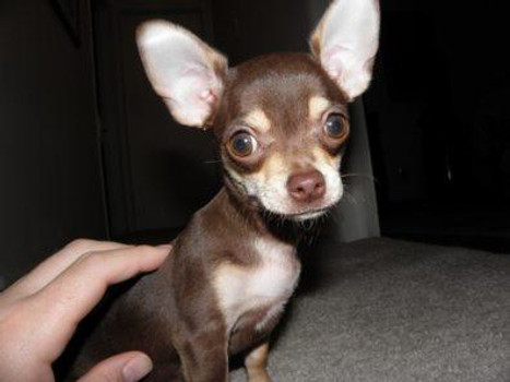 toy chihuahua puppies