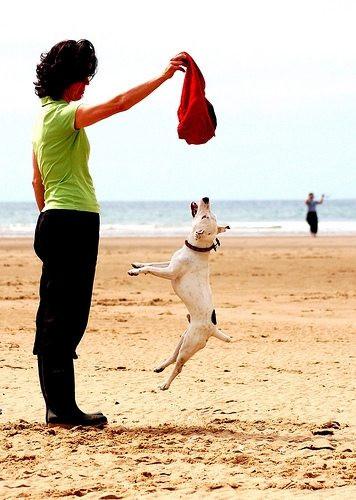 is jumping bad for dachshunds