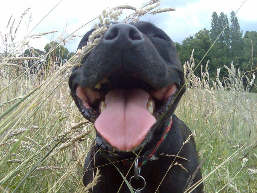 Help! My Dog Won't Stop Chewing/Scratching Their Tail Puppy Stairs