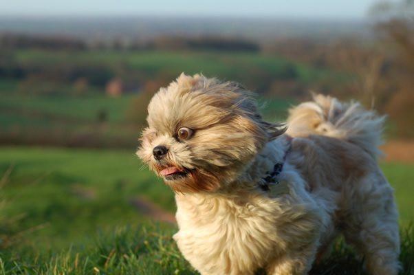 getting knots out of dog fur