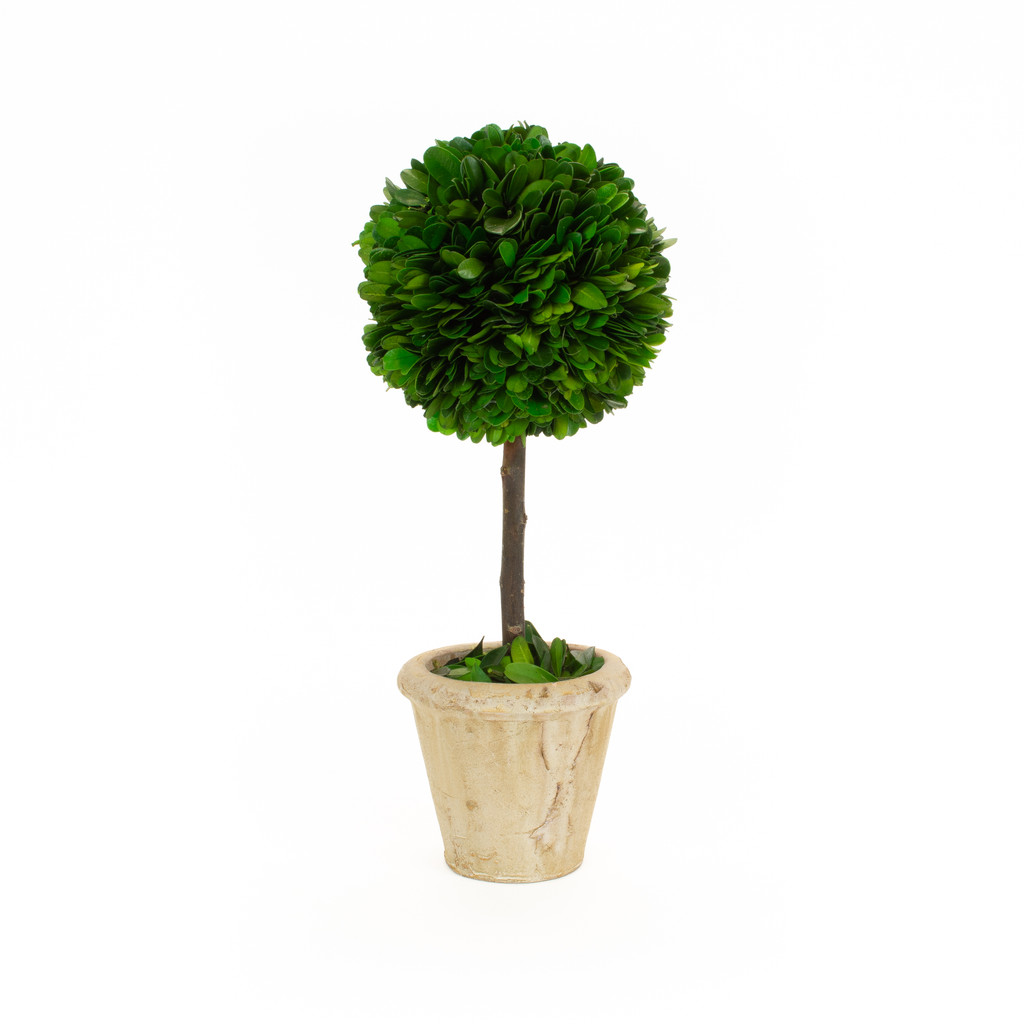 PRESERVED BOXWOOD TOPIARY BALL - 5" x 12"