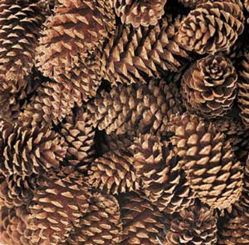 MEDIUM PINE CONES - NATURAL - 3"- 4" - 100 PCS