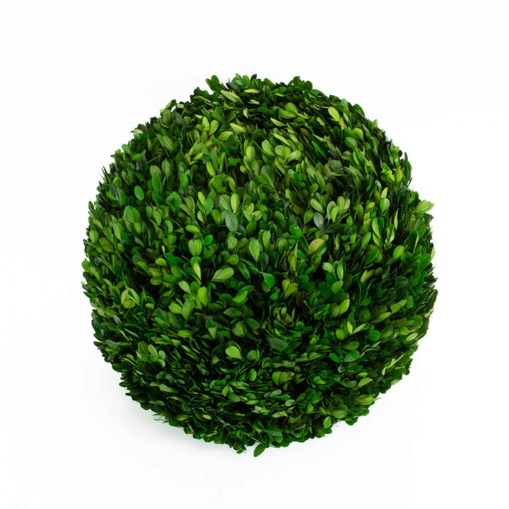 Boxwood Ball Preserved 16 Inch