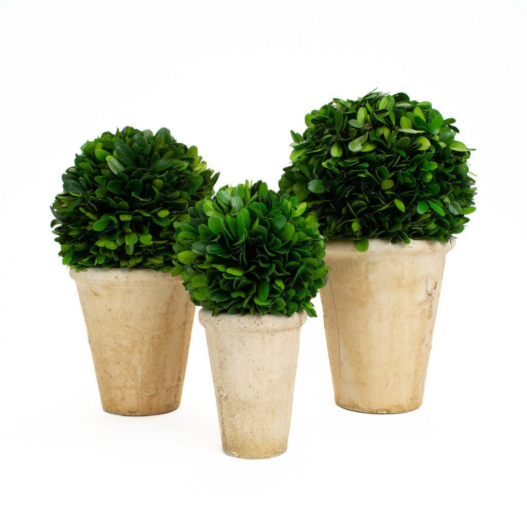 PRESERVED BOXWOOD BALL IN POTS