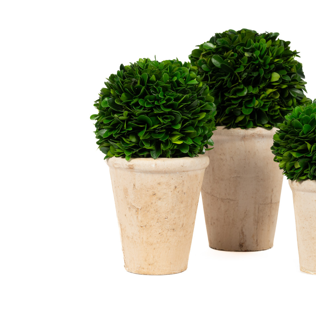 PRESERVED BOXWOOD BALL IN POTS