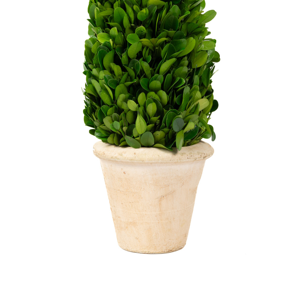 PRESERVED BOXWOOD TOPIARY CONE - 16 INCH