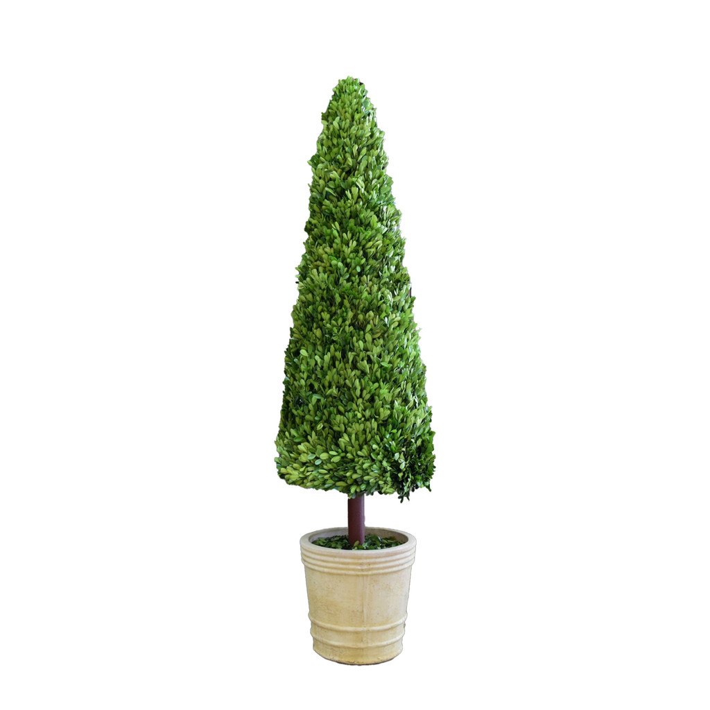 PRESERVED BOXWOOD TOPIARY CONE - 59 INCH