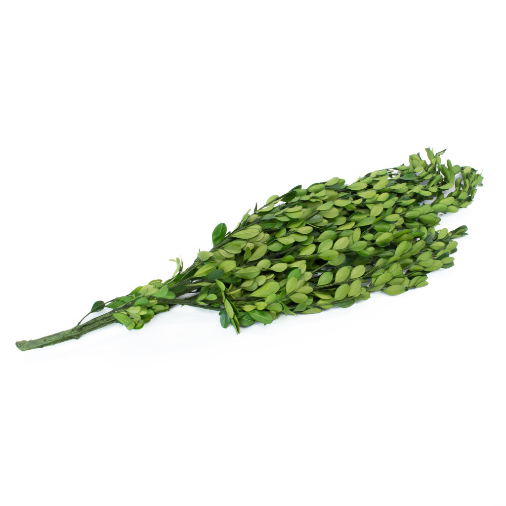 PRESERVED BOXWOOD BULK  - 4.4 LBS 18" BRANCHES