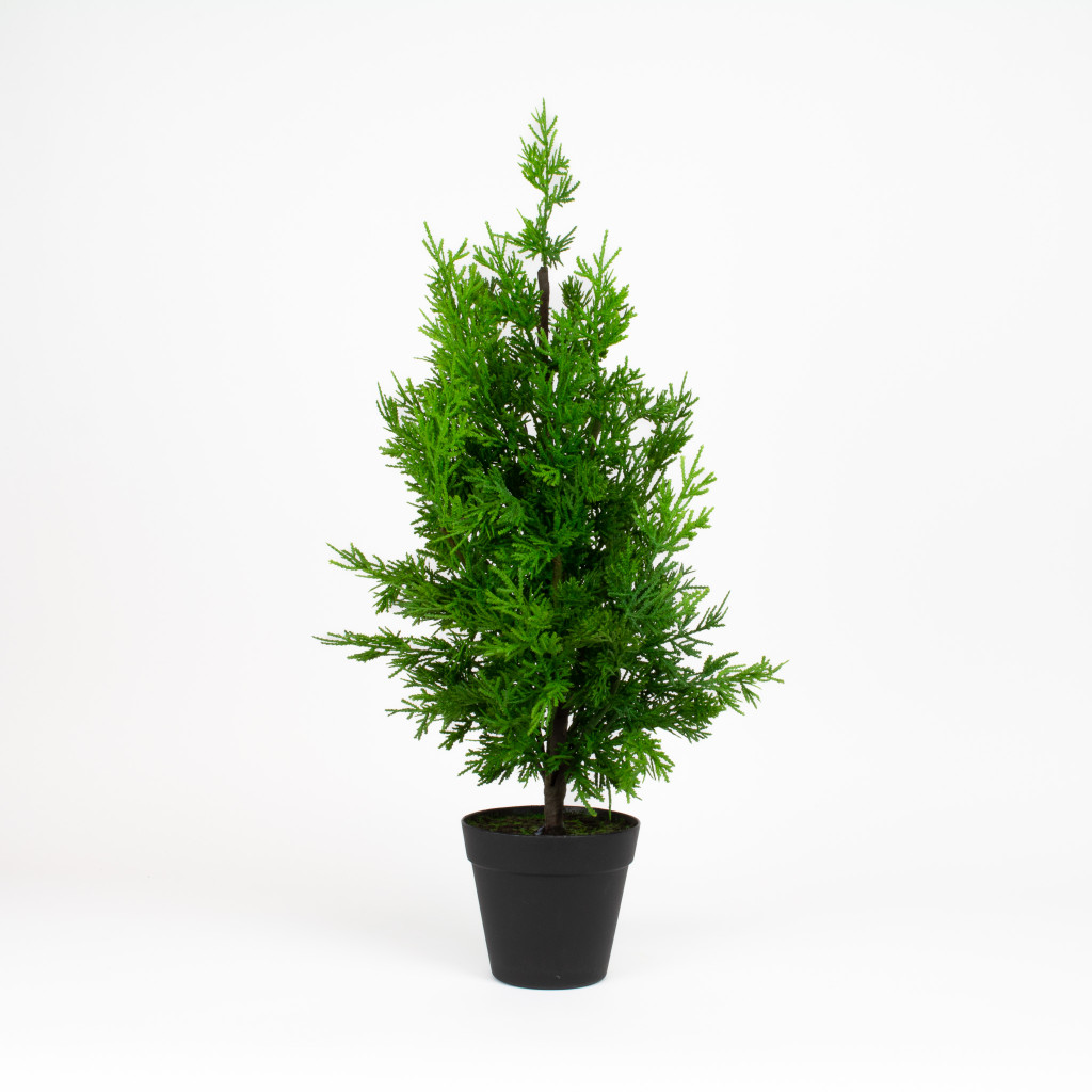 LEYLAND CYPRESS - 24 INCH