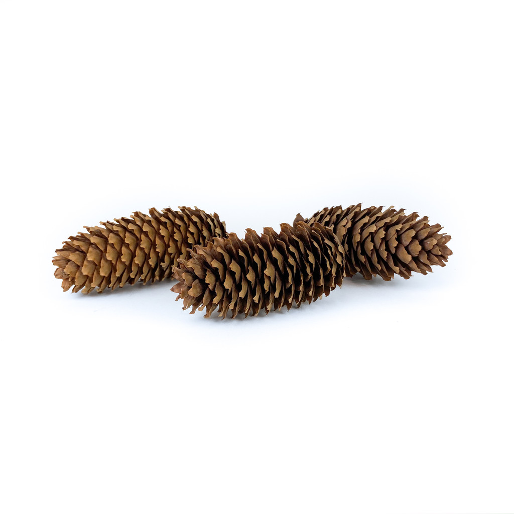 PINE CONE SPRUCE NATURAL - 12 PIECES