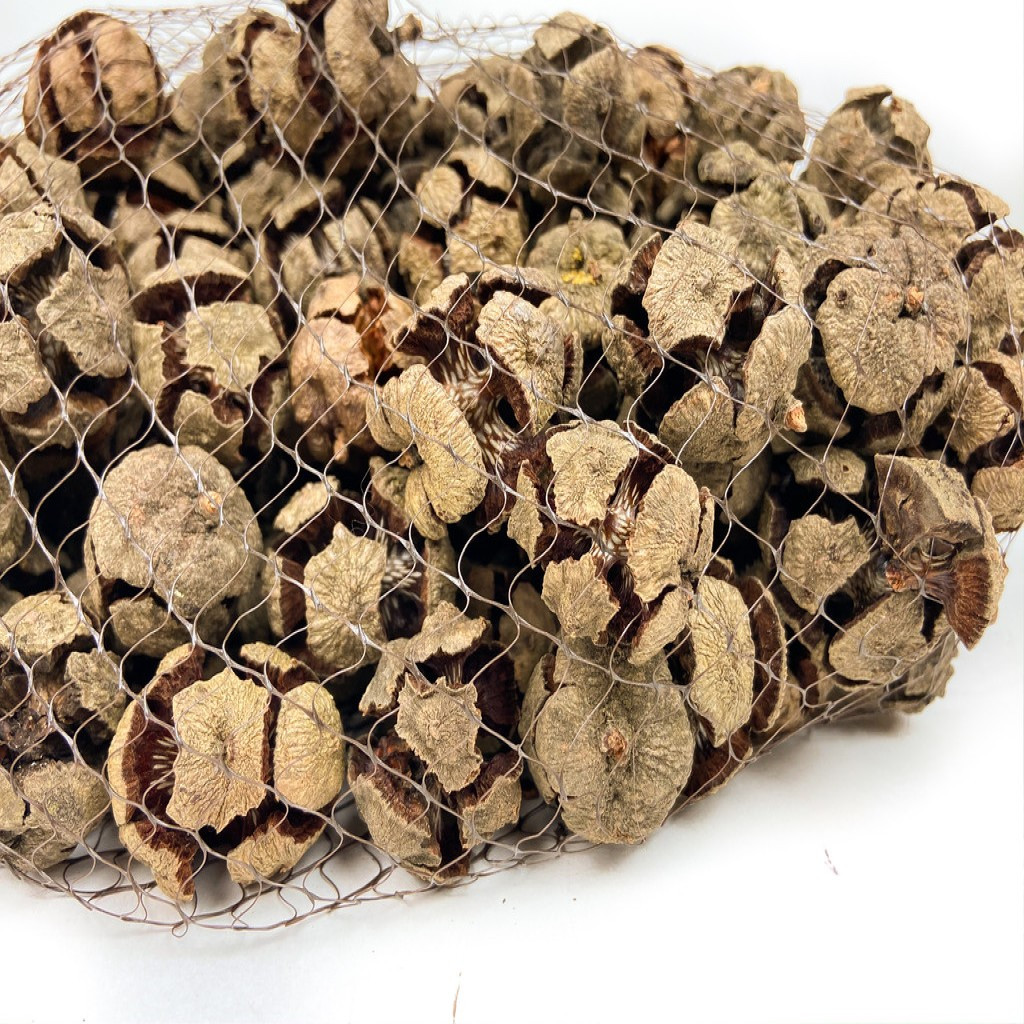 PINE CONE CYPRESS NATURAL - 2.2 LBS