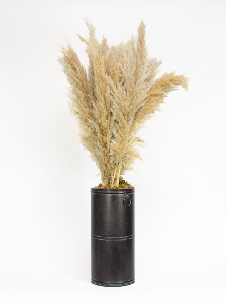 PAMPAS PLUME NATURAL - 40 INCH