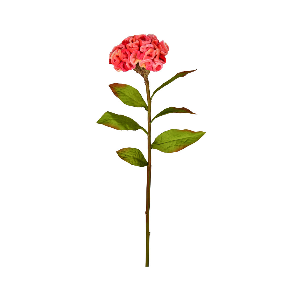 CELOSIA STEM - 24 INCH - CORAL