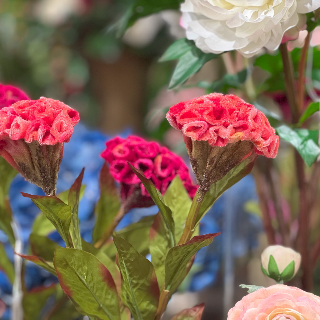 CELOSIA STEM - 24 INCH - CORAL