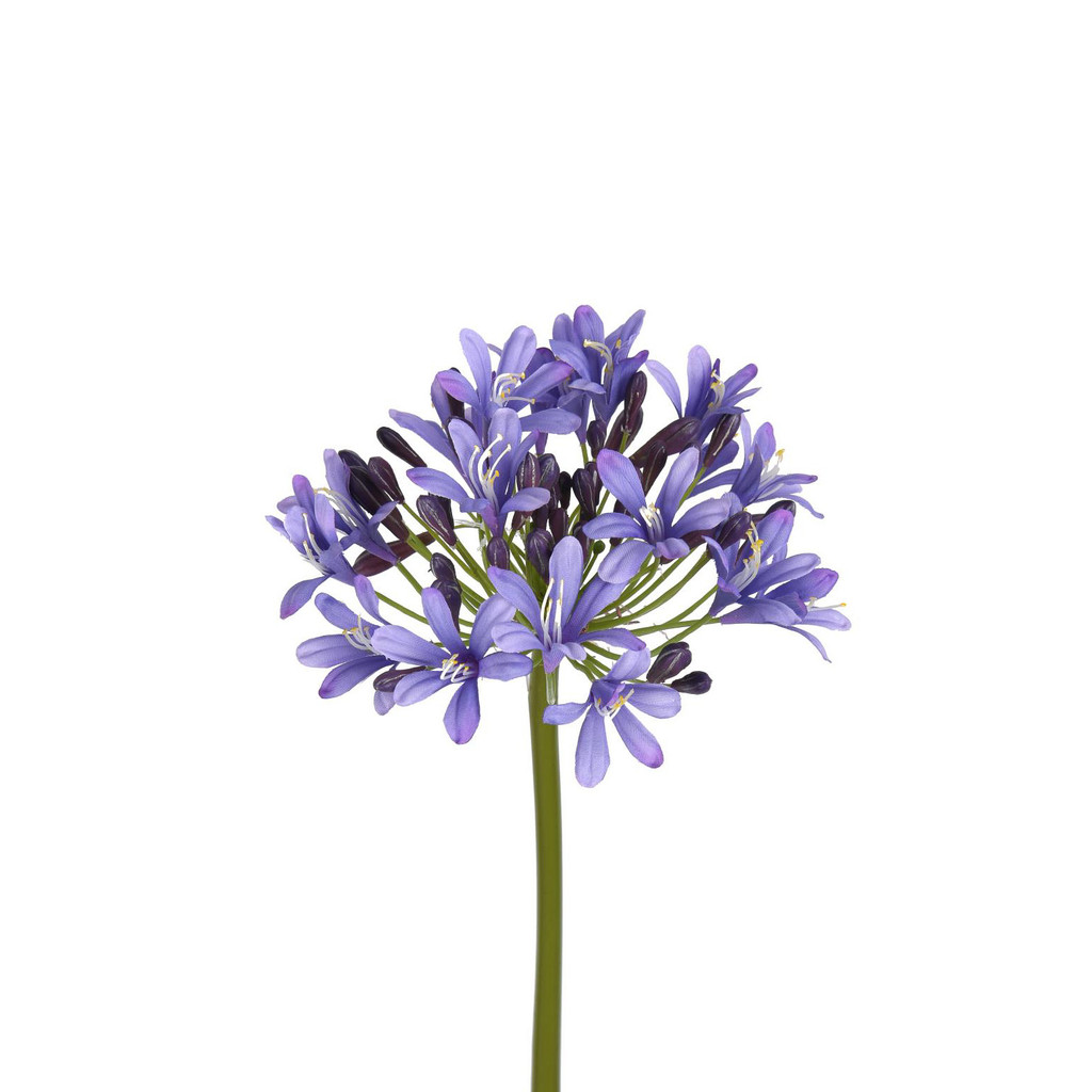 AGAPANTHUS STEM - 27 INCH - PURPLE