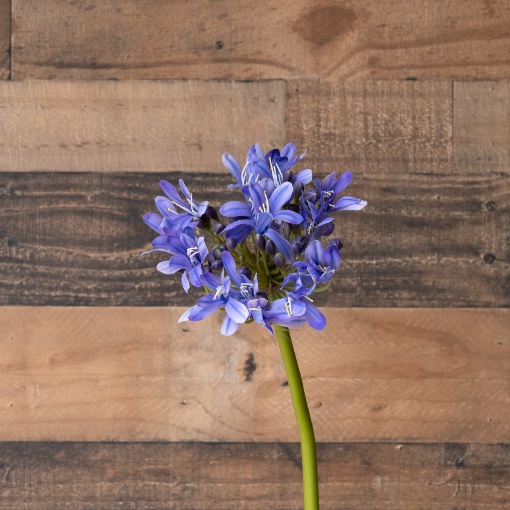 AGAPANTHUS STEM - 27 INCH - PURPLE