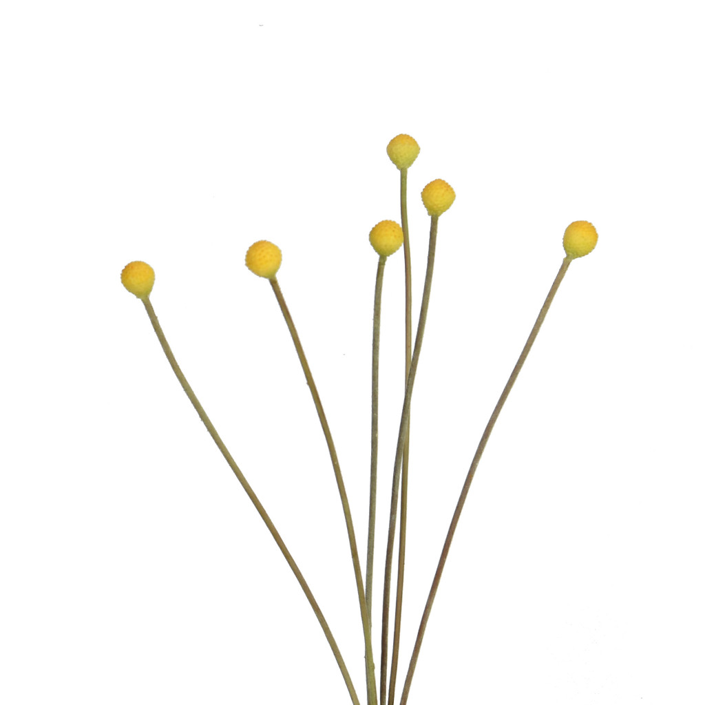 MINI BILLY BALLS - 19 INCH - YELLOW 