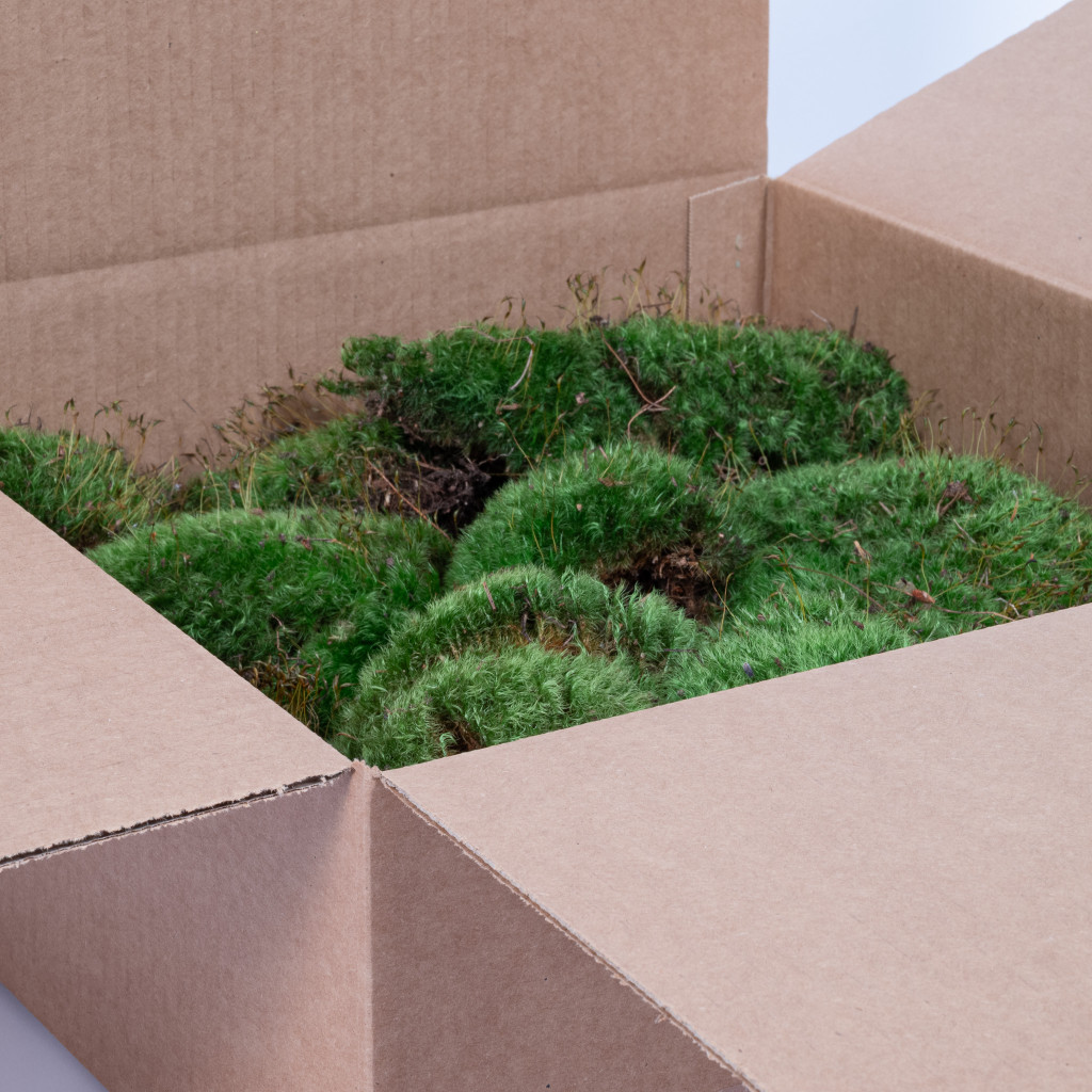 MOOD MOSS NATURAL - BOX