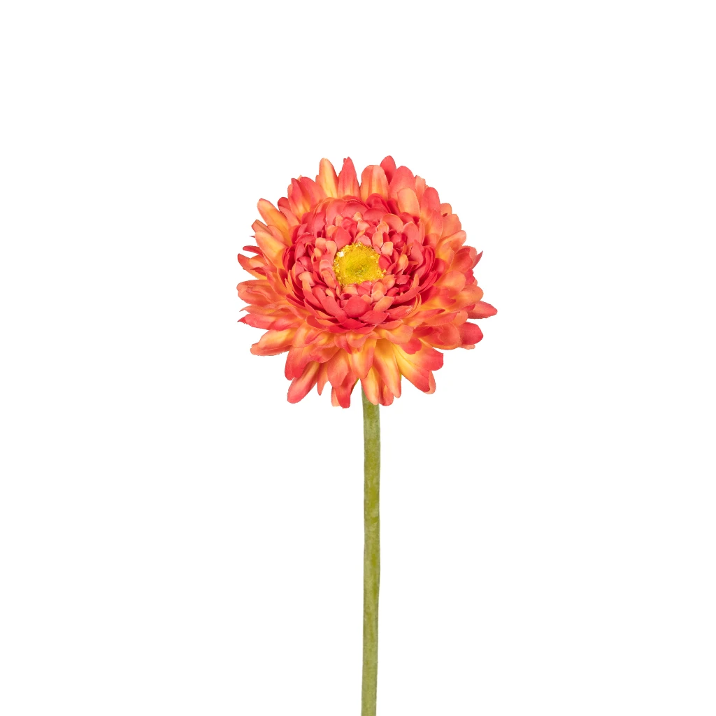 Helichrysum Flower Stem Sunset 19 Inch