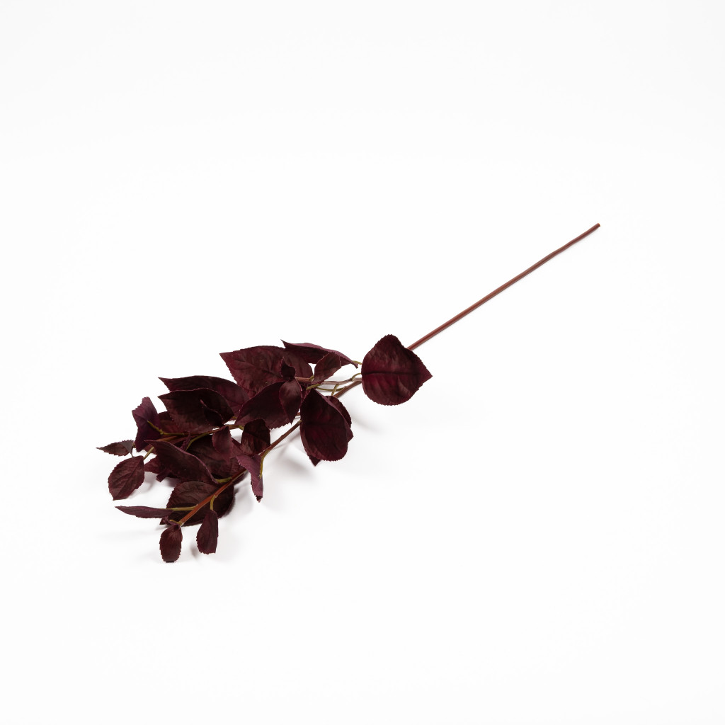 Coleus Stem Burgundy 30 Inch